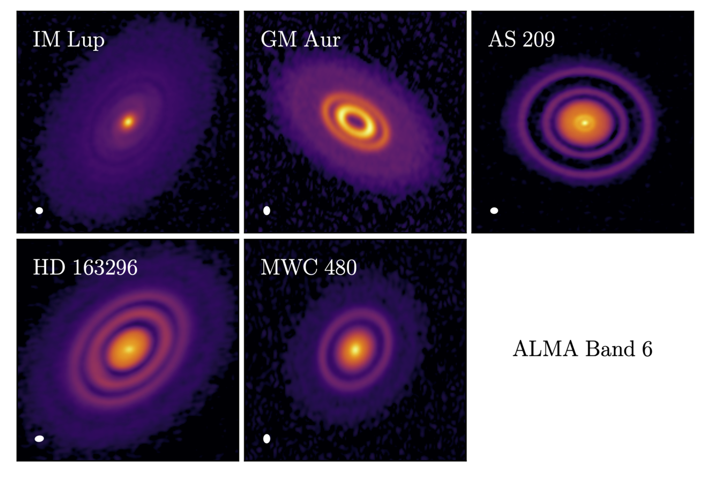 Emission from solid material coming from the MAPS disks at ALMA wavelengths